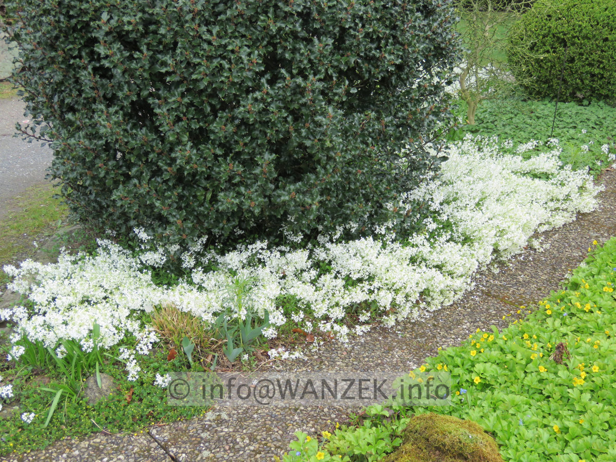 Arabis procurrens - Bluete im Austrieb 01.JPG